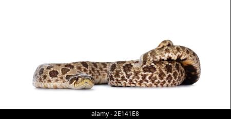 Westliche Hognose-Schlange alias Heterodon nasicus, isoliert auf weißem Hintergrund. Stockfoto