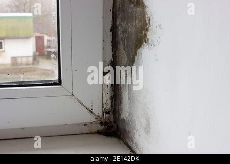 Die Ecke auf der Fensterbank ist mit Schimmel bedeckt, Schimmel auf Kunststofffenstern. Stockfoto