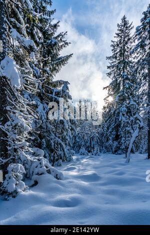 Frisch verschneite Landschaft im Sonnenlicht. Verschneite Landschaft am Waldrand an einem sonnigen Tag. Sonnenstern zwischen Bäumen. Winterwunderland Österreich Stockfoto