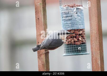 Sycamore Avenue, Godalming. Januar 2021. Bewölkt mit leichtem Regen über den Heimatkreisen heute Nachmittag. Ein Nuthatch auf einem Vogelfutterhäuschen in einem Garten in Godalming, Surrey. Kredit: james jagger/Alamy Live Nachrichten Stockfoto