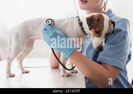 Beschnittene Ansicht des Tierarztes in Latexhandschuhe halten Stethoskop während Untersucht Jack russell Terrier auf dem Tisch Stockfoto