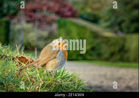 Ein schöner Robin, der auf einem grünen Grasrand ruht und an einem schönen Wintertag auf einem Schotterweg in einem gepflegten Park nach Fütterungsmöglichkeiten beobachtet. Stockfoto