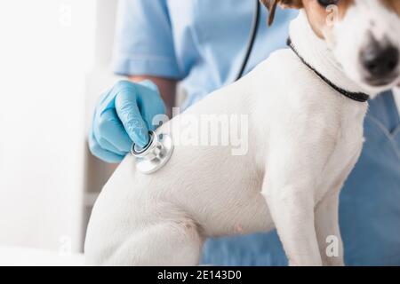 Abgeschnittene Ansicht des Tierarztes in blauen Latexhandschuhen mit Stethoskop Während der Untersuchung Jack russell Terrier Stockfoto