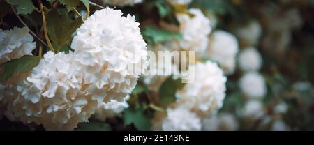 Kugelförmige große Cluster von weißen Blüten auf hohen Büschen mit grünen Blättern. Der blühende Baum. Natürlicher Hintergrund. Stockfoto