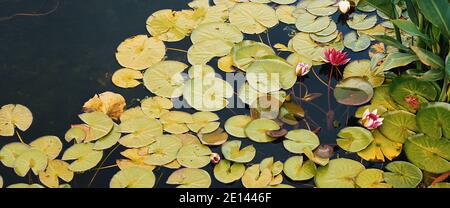 Im Teich sind Seerosen rot und weiß mit großen grünen Blättern, die um sie herum schwimmen. Tag, sogar Beleuchtung. Stockfoto