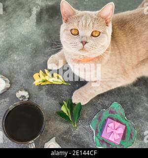 Schottisches Kätzchen mit Geschenkbox und Kaffeetasse auf grauem Hintergrund. Flach liegend, Draufsicht Stockfoto