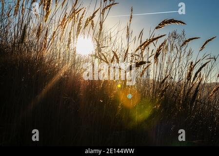 Sonnenstrahlen mit farbigen Highlights durch die Ähren von Mais gegen den blauen Himmel. Landschaft Natur. Stockfoto