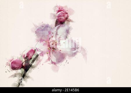 Japanische Kirschblüte, Sakura. Aquarell-Illustration mit Kopierbereich. Stockfoto