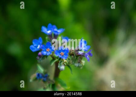 Cape Town, South Africa, Kirstenbosch National Botanical Garden - 09/15/20 Weiche Dunstaufnahme von schönen, leuchtend blauen Blüten, die zu blühen beginnen. Stockfoto