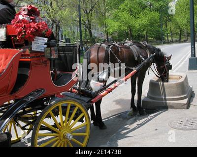 Ein Pferd, das ein Hansom-Taxi im Central Park zieht, hält an einem warmen Frühlingstag an, um Wasser zu trinken. Im Central Park, Manhattan, New York City. Stockfoto