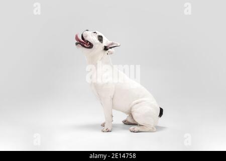Warten auf Wunder. Französischer Bulldog junger Hund posiert. Cute spielerisch weiß-schwarz doggy oder Haustier ist spielen und suchen glücklich isoliert auf weißem Hintergrund. Konzept von Bewegung, Aktion, Bewegung. Stockfoto