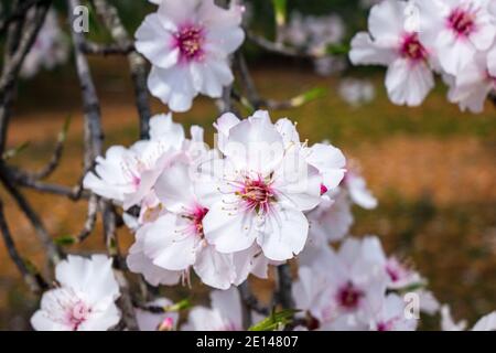 Mandelbäume (Prunus dulcis), Blüte an der Algarve Portugal nur Nord-Inland von Albufeira im Februar ist Mandelblütenzeit in Portugal Stockfoto