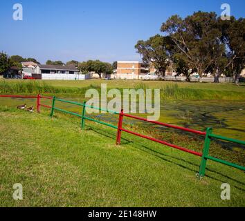 Elfindale- Cape Town, South Africa - 23/10/2020 drei Enten, die zögerlich in einen schmutzigen See springen und ihre Federn putzen. Stockfoto