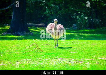 Wandervogel Emu auf der grünen Wiese. Dromaius novaehollandiae Vogel, der in Australien lebt Stockfoto