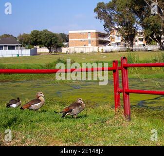 Elfindale- Cape Town, South Africa - 23/10/2020 drei Enten, die zögerlich in einen schmutzigen See springen und ihre Federn putzen. Stockfoto