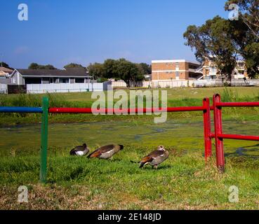 Elfindale- Cape Town, South Africa - 23/10/2020 drei Enten, die zögerlich in einen schmutzigen See springen und ihre Federn putzen. Stockfoto