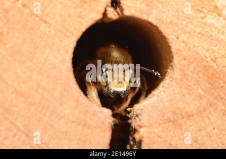 Kleine Biene, die aus dem Loch eines Insekts schaut Hotel Stockfoto