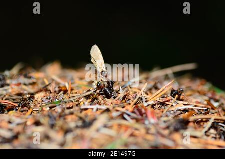 Viele kleine Ameisen auf einem Ameisenhaufen mit einem Schmetterling Der Wald Stockfoto