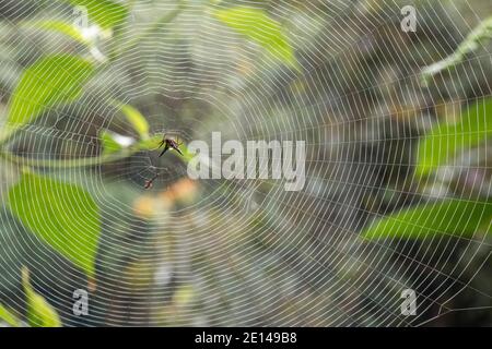 Stachelspinne Micrathena sp. In einem Netz am frühen Morgen. Im Bergregenwald an den pazifischen Hängen der Anden in Ecuador. Stockfoto