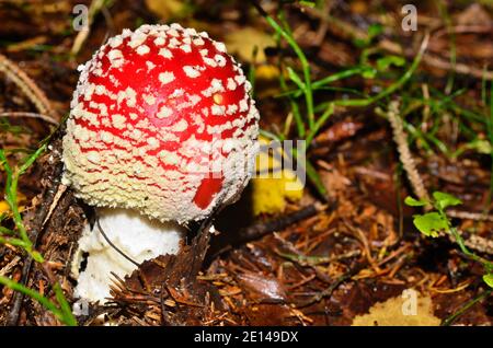 Schöne frische Fliege Agaric im Wald Stockfoto