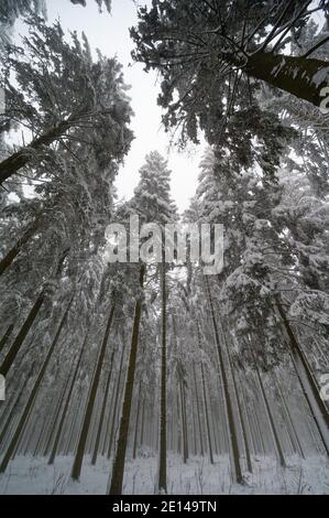 Hellenthal, Deutschland. Januar 2021. Im Skigebiet Weißer Stein in der Eifel ragen schneebedeckte Bäume malerisch in den Himmel. Quelle: Henning Kaiser/dpa/Alamy Live News Stockfoto