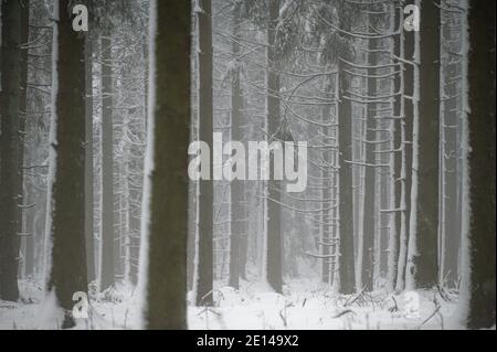 Hellenthal, Deutschland. Januar 2021. Im Skigebiet Weißer Stein in der Eifel ragen schneebedeckte Bäume malerisch in den Himmel. Quelle: Henning Kaiser/dpa/Alamy Live News Stockfoto