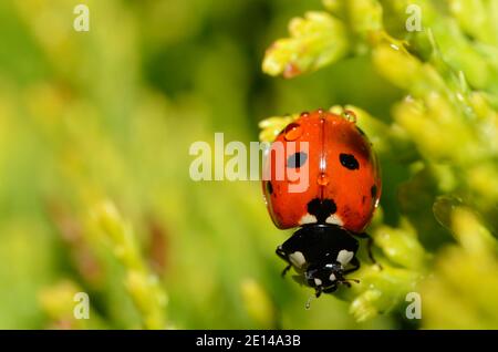 Kleine Marienkäfer mit Regentropfen im Frühjahr nach Regen Stockfoto