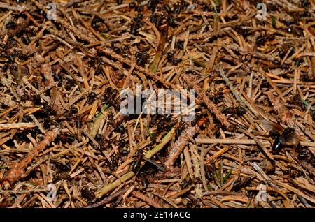 Viele kleine Ameisen auf einem Ameisenhaufen im Wald Stockfoto