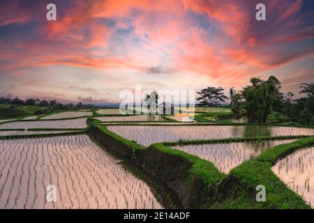 (Selektiver Fokus) atemberaubende Aussicht auf die Jatiluwih Reisterrassenfelder mit einigen Bauernhütten. Stockfoto