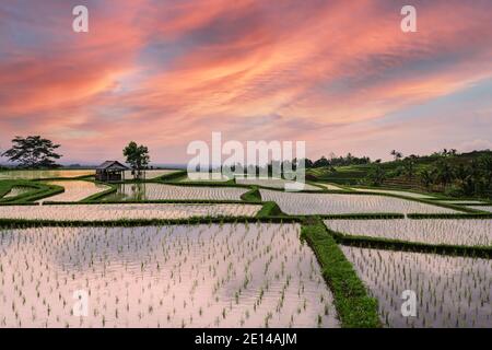 (Selektive Fokus) Atemberaubende Aussicht auf ein Farmer's Hütte und einen schönen und bunten morgen Sky in den Reisfeldern wider. Stockfoto