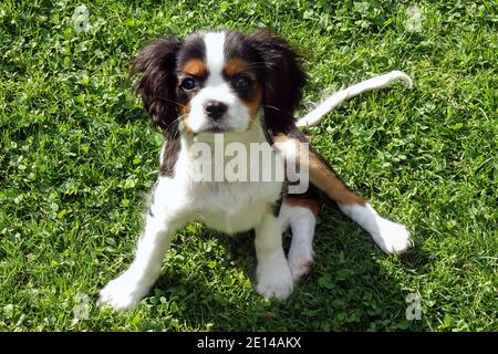 Ein entzückender Kavalier King Charles Spaniel Welpe sitzt auf frischem grünem Gras und blickt neugierig auf die Kamera an einem sonnigen Tag Stockfoto