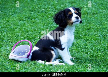 Cavalier King Charles Spaniel Hund Stockfoto