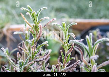 Gefrorener Rosmarin wächst im Hochbett im Winter. Stockfoto