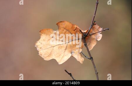 Allein trockenes Herbsteichenblatt auf Baumzweig Stockfoto