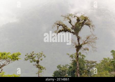 Auftauchender Baum mit Epiphyten (Bromelien, Orchideen, Farne und Moos) an einem Berghang im Rio Quijos-Tal, dem ecuadorianischen Amazonas. Stockfoto