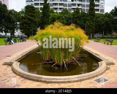 Gardens- Cape Town, South Africa - 23/11/2020 lebendige und hohe Teich Strauch in Gardens. Stockfoto