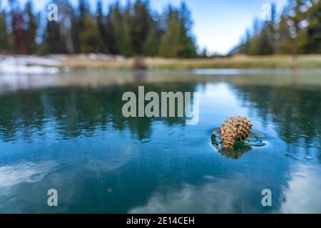 Nahaufnahme eines Pinienkegels auf der gefrorenen Wasseroberfläche des Sees im Wald. Stockfoto