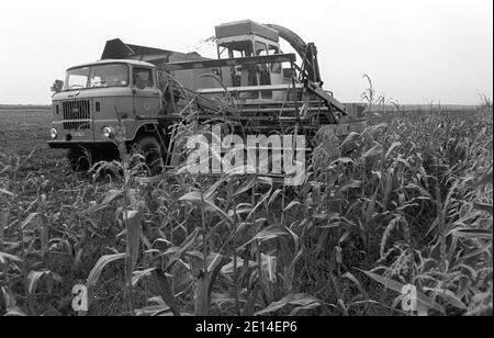 15. September 1981, Sachsen, Sprotta: In der Treibgasanlage Sprotta (Kreis Eilenburg) wird im Herbst 1981 Mais geerntet. Genaues Aufnahmedatum nicht bekannt. Foto: Volkmar Heinz/dpa-Zentralbild/ZB Stockfoto