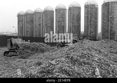 15. September 1981, Sachsen, Sprotta: Mais wird im Herbst 1981 im Landkreis Eilenburg in Treibgassilos gelagert. Das genaue Datum des Fotos ist nicht bekannt. Foto: Volkmar Heinz/dpa-Zentralbild/ZB Stockfoto