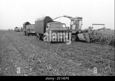 15. September 1981, Sachsen, Sprotta: In der Treibgasanlage Sprotta (Kreis Eilenburg) wird im Herbst 1981 Mais geerntet. Genaues Aufnahmedatum nicht bekannt. Foto: Volkmar Heinz/dpa-Zentralbild/ZB Stockfoto