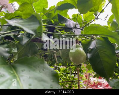 Passionsfrüchte oder Markisa oder Passiflora edulis Blume Passifloraceae Familie Stockfoto