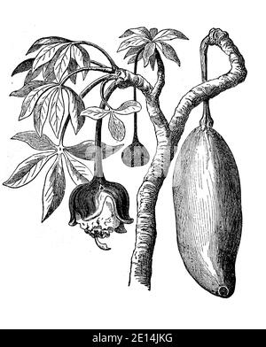 Frucht und Blume des Baobab, Adansonia digitata, Illustration von 1870 / Frucht und Blüten des Affenbrotbaums, Baobab, Adansonia digitata, Illustration aus 1870, Historisch, historisch, digital verbesserte Reproduktion eines Originals aus dem 19. Jahrhundert / digitale Reproduktion einer Originalvorlage aus dem 19ten Jahrhundert. Jahrhundert, Stockfoto