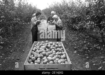 15. September 1981, Sachsen, Sprotta: Im Herbst 1981 werden in einer Treibgasanlage im Landkreis Eilenburg Äpfel geerntet. Das genaue Datum des Fotos ist nicht bekannt. Foto: Volkmar Heinz/dpa-Zentralbild/ZB Stockfoto