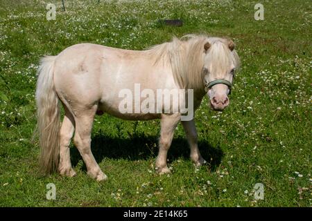 Kleines weißes Pony, das zwischen den Gänseblümchen steht Stockfoto