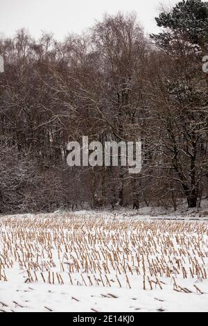 Großbritannien, England, Cheshire, Congleton, Astbury, landwirtschaftliche Nutzpflanzen Stoppeln im Winter, Stockfoto