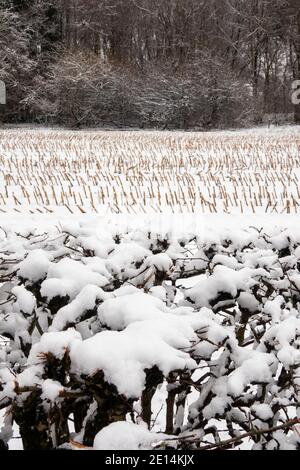 Großbritannien, England, Cheshire, Congleton, Astbury, landwirtschaftliche Ernte Stoppeln im Winter Stockfoto