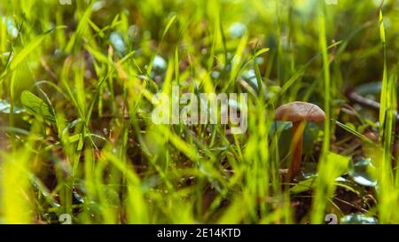 Kleiner Orangenpilz Rickenella fibula wächst im Moos. Auch bekannt als Omphalina fibula. Ungenießbarer Wildpilz. Stockfoto