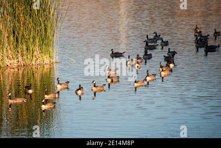 Kanadagänse am Cornerstone Park/Railroad Lake, Henderson, NV. Stockfoto