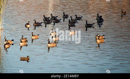 Kanadagänse am Cornerstone Park/Railroad Lake, Henderson, NV. Stockfoto