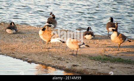 Kanadagänse am Cornerstone Park/Railroad Lake, Henderson, NV. Stockfoto